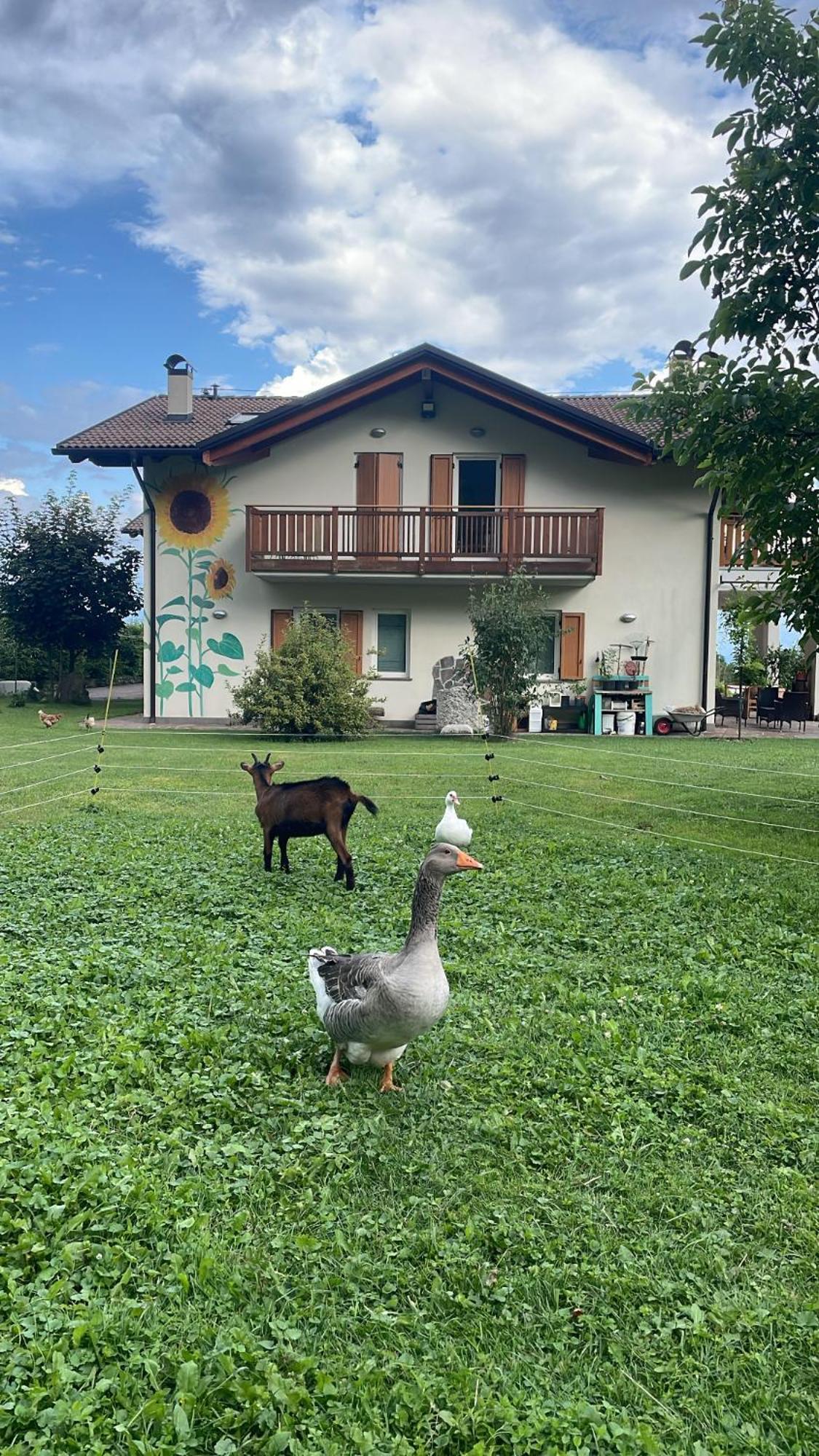 Agriturismo Girasole Fai della Paganella Exteriör bild